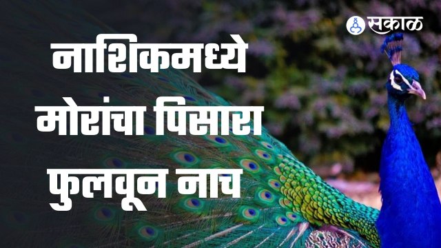 Nashik Peacock Dance | नाशिकमध्ये मोरांचा पिसारा फुलवून नाच | Sakal Media