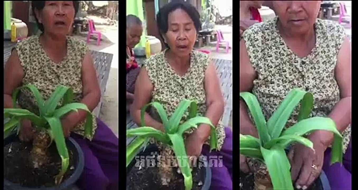 ថ្នាំបុរាណខ្មែរ , ថ្នាំព្យាបាល ស្ត្រីៗ ដែលគាត់កើតដំគឹសដោះ និង ក្នុង ដៃស្បូន , ចុចមើលបានដឹង