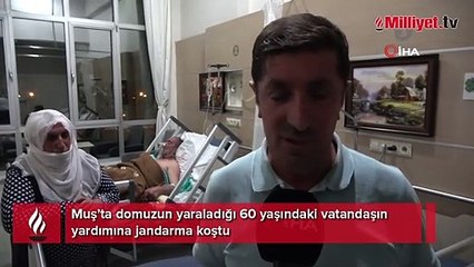 Muş’ta domuz saldırısına uğrayan 1 kişi yaralandı