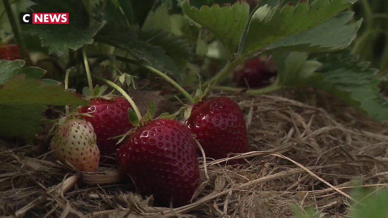Les vagues de chaleur et la sécheresse inquiètent les producteurs de fraises
