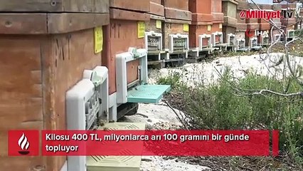 Kilosu 400 TL, milyonlarca arı 100 gramını bir günde topluyor