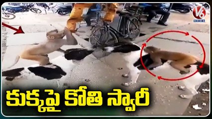 Viral Video _ Monkey Riding On Dog For Stealing Chips Packet From Shop _ Friendship Goals  _ V6 News
