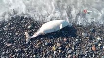 Kastamonu'da telef olan yunus balığı sahile vurdu