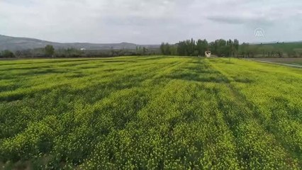 Almanya'da ve Trakya'da gördüğü kanolayı memleketinde ekti