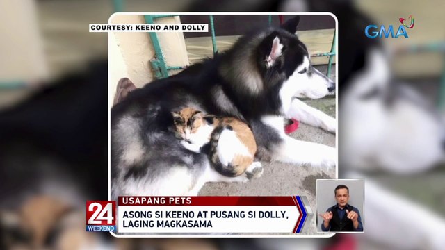 Asong si Keeno at pusang si Dolly, laging magkasama | 24 Oras Weekend