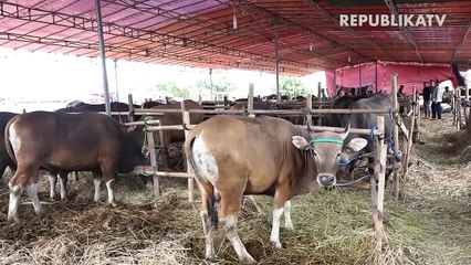 Ini Bedanya Penyakit Mulut dan Kuku dengan HFMD