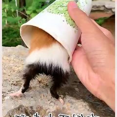 cute and funny animals ❤temperament #funnyvideos #funnydogs #funny #cute #animals15