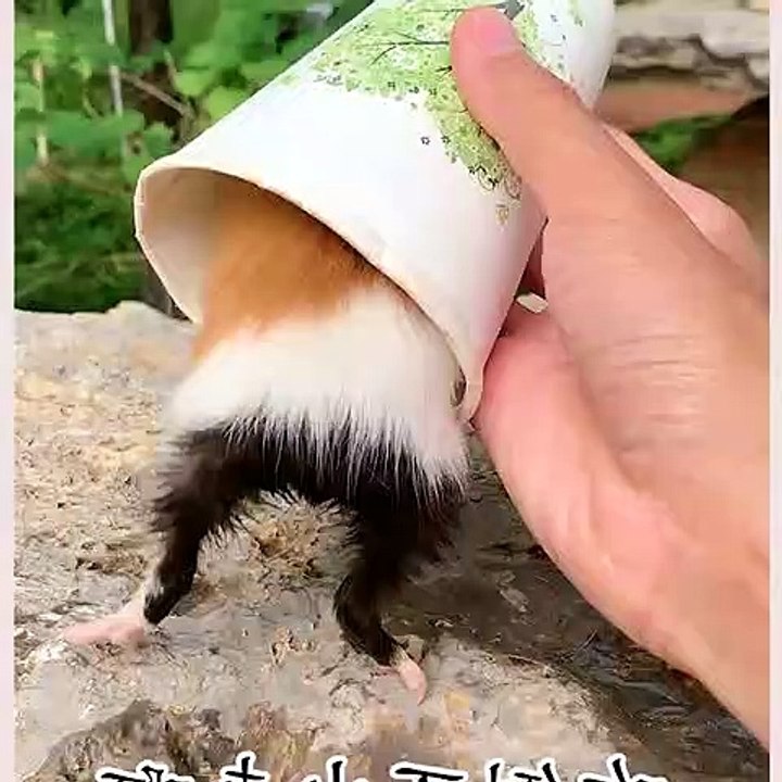 cute and funny animals ❤temperament #funnyvideos #funnydogs #funny #cute #animals15