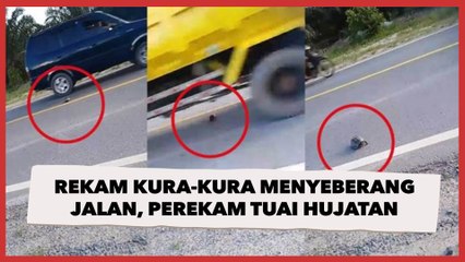 Viralkan Kura-kura Menyeberang Jalan Hampir Terlindas Mobil, Perekam Video Tuai Hujatan
