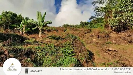 À Moorea, terrain de 2000m2 à vendre 19.600.000 CFP