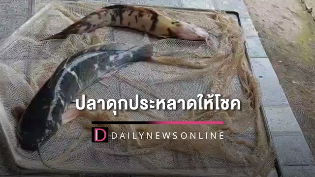 เชื่อปลาดุกประหลาดให้โชค ช่วยเจ้าของขยายกิจการ ลั่น! ยังไงก็ไม่ขาย | HOTSHOT เดลินิวส์ 21/05/65