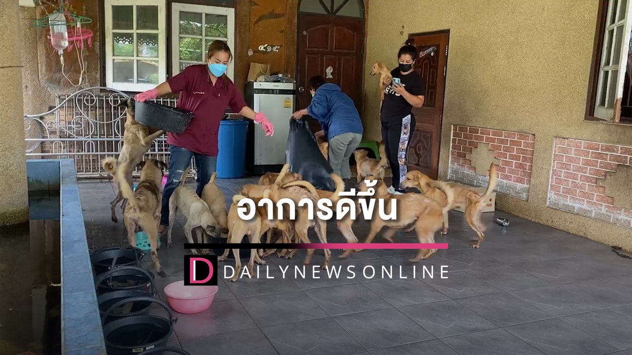 อัพเดทสุนัข 15 ตัว อาการดีขึ้น เร่งบำรุงก่อนทำหมัน-ย้ายบ้าน | HOTSHOT เดลินิวส์ 21/05/65
