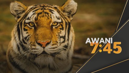 Harimau Belang | Tiada kesan ditemukan di Kemensah Height