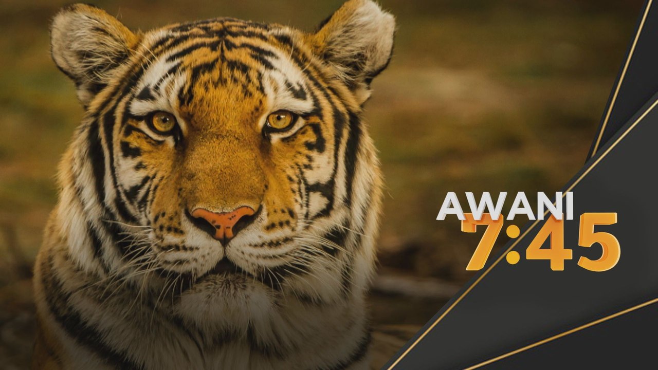 Harimau Belang | Tiada kesan ditemukan di Kemensah Height