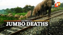 Elephant Deaths: Notices Issued To Railway & Forest Officials