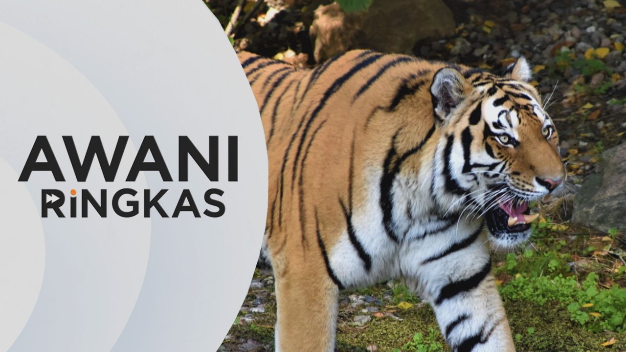 AWANI Ringkas: Tiada kesan harimau di Kemensah Heights