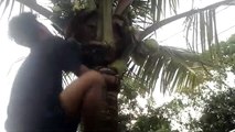 JATUH DARI POHON KELAPA