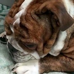 Newborn Puppy Finds Best Place For a Nap