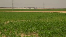 السيسي يفتتح مشروع مستقبل مصر الزراعي