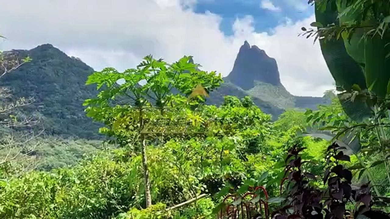 Terrain constructible vue lagon de 2400m2 à vendre à Moorea