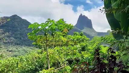 Terrain constructible vue lagon de 2400m2 à vendre à Moorea