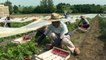 Dans le Sud-Ouest, les producteurs de fraises dépassés par les fortes chaleurs