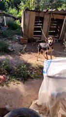 Cães são encontrados sem água nem comida em casa de Ascurra