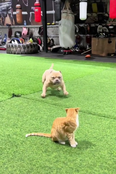 تحدي بين الكلب والقطه | A challenge between a dog and a cat 
