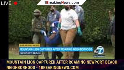 Mountain lion captured after roaming Newport Beach neighborhood - 1breakingnews.com