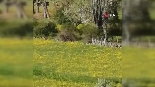 Ankara'da köye inen yavru ayı cep telefonu kamerasında