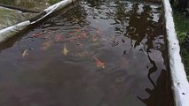 colorful koi fish in the pond