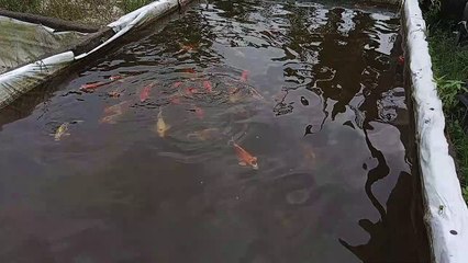 colorful koi fish in the pond