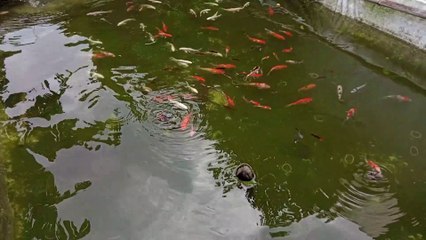 colorful koi fish in the pond