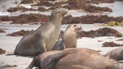 Sea Lions in the Wild - Sea Lions Facts