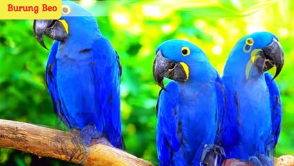 11 Burung Paling Mahal Di dunia.