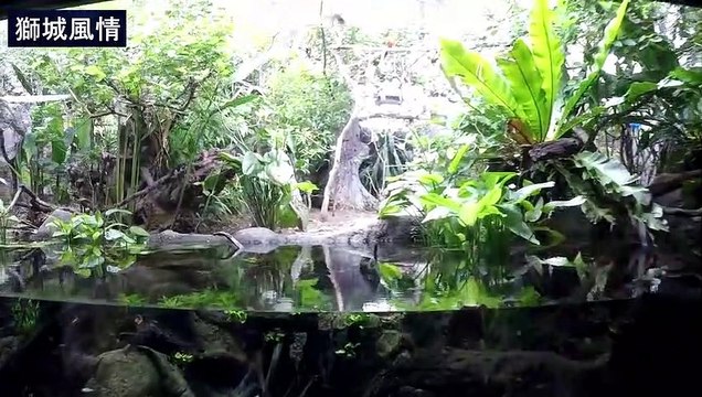 Remembering Singapore【獅城風情】新加坡動物園 是新加坡的主要旅遊景點 於1973年6月正式對外開放