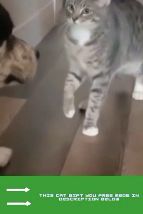Funny cat and Brave