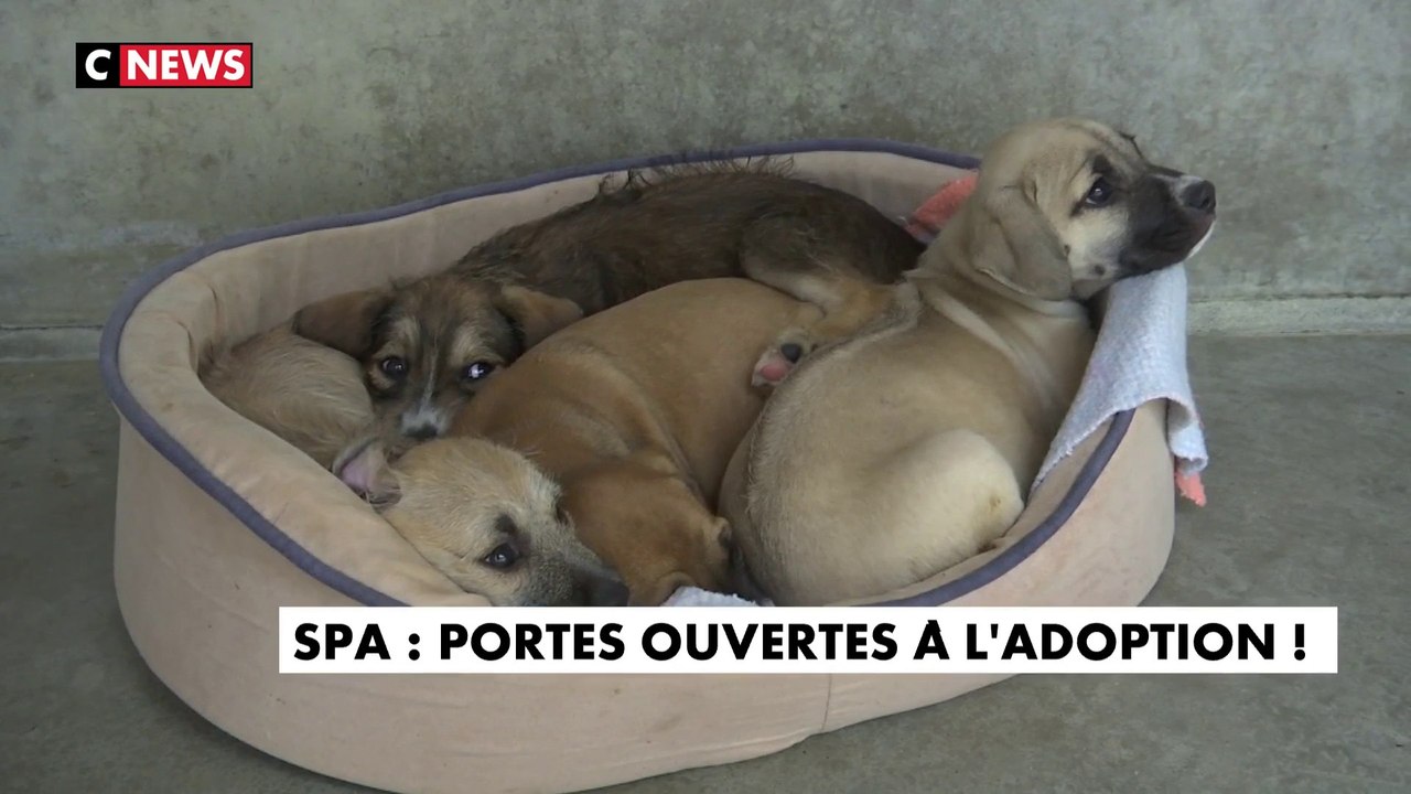 SPA : portes ouvertes à l'adoption