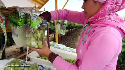 iri taneli üzüm Cinsi Maşallah (Autumn King)