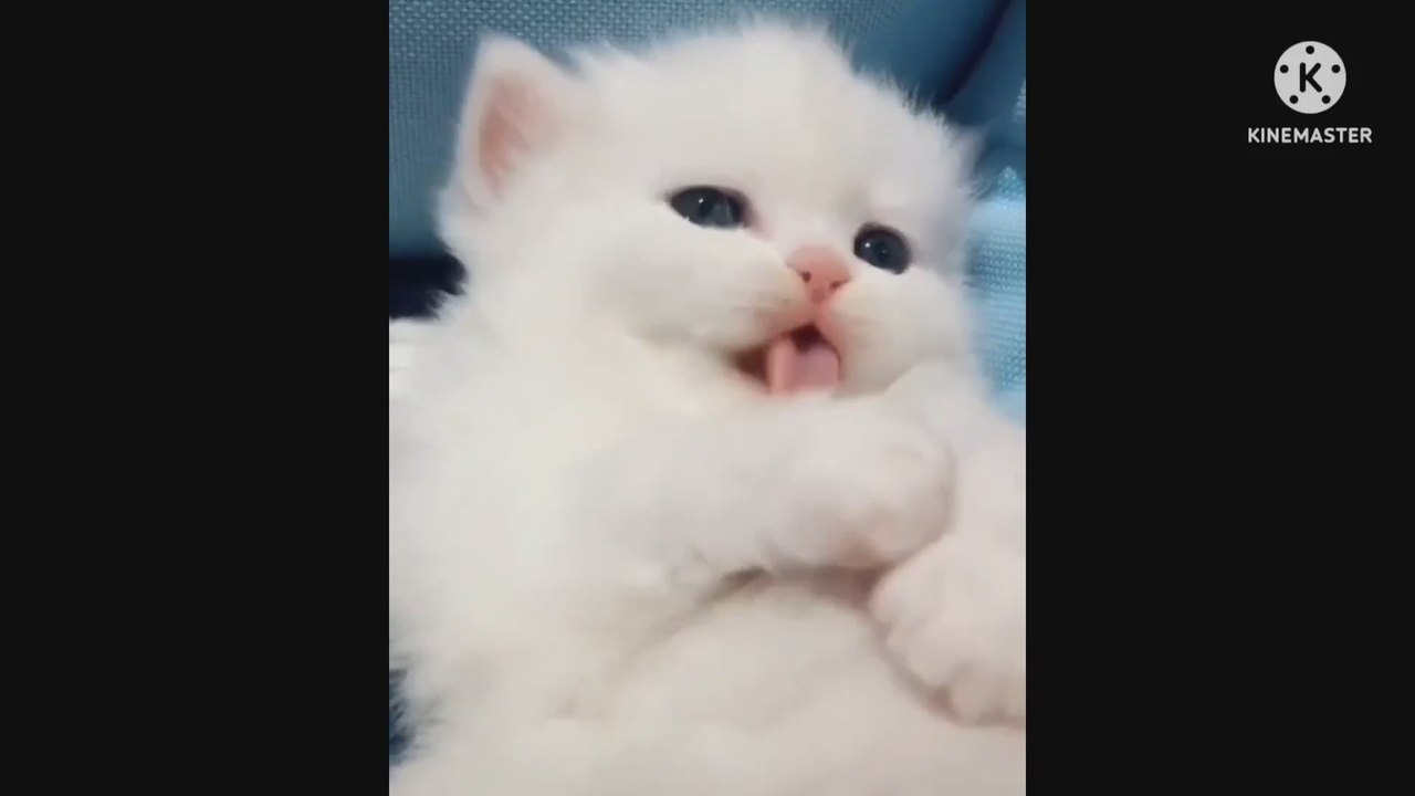 cat funny video_follow me for more interesting video