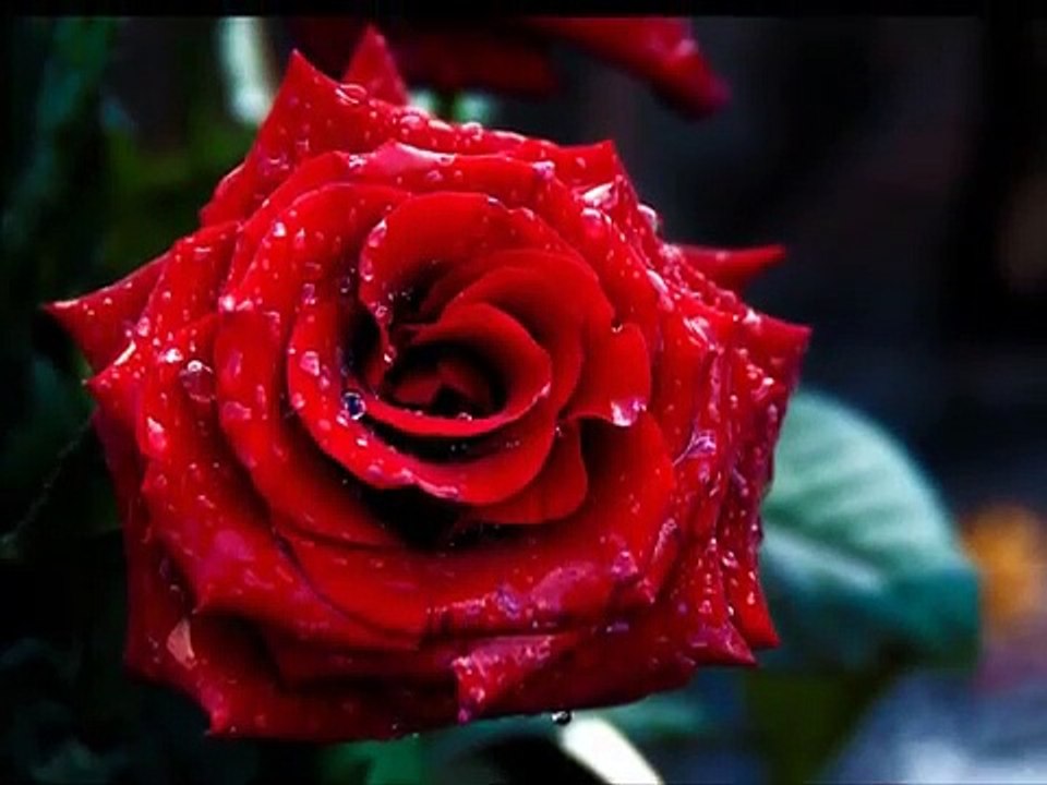 Puiu Nastase- pentru Ea