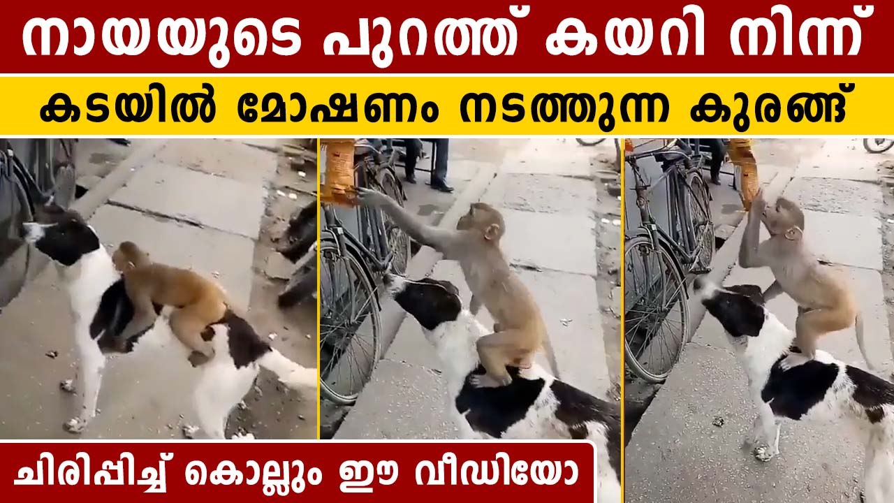 നായയ്ക്കൊപ്പമെത്തി കുരങ്ങച്ചന്റെ മോഷണം. ഞെട്ടി സോഷ്യൽ മീഡിയ