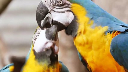 TRADITIONAL LOVE THEME MUSIC EVER/BEAST VIJAY HIT MOVIE/MOBILE RINGTONE MUSIC