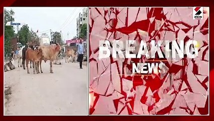 Viramgamમાં રખડતાં પશુઓનો આતંક