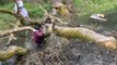 Two Guys Fall Hilariously While Walking Over Fallen Tree to Cross Stream of Water
