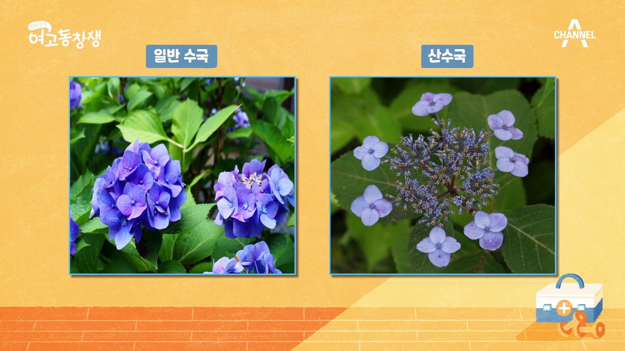 다이어트에 필수인 꽃?! 식욕 억제 도와주는 수국 잎의 효과