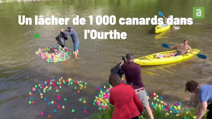 Lâcher de canards dans l'Ourthe