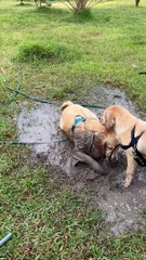 Pups Play in Mud Puddle