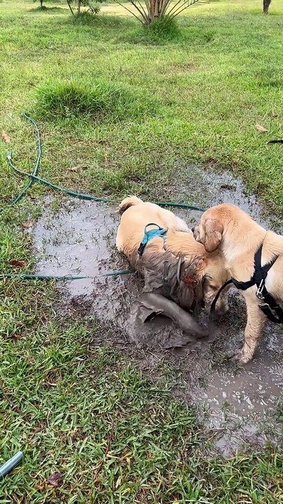 Pups Play in Mud Puddle