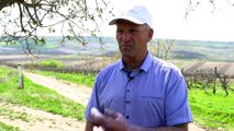 Moldávia aumenta exportação de vinhos para a União Europeia